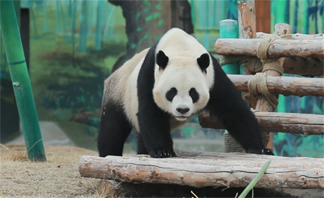 兰州野生动物园4只大熊猫正式亮相，它们是哪四只