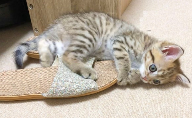 ​猫咪喜欢咬拖鞋怎么回事，要怎么杜绝呢