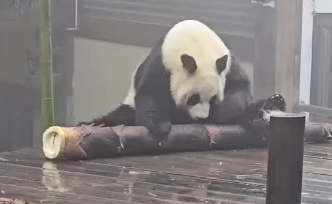 大熊猫吃笋整出了扛炮筒的架势，熊猫为什么喜欢吃竹子