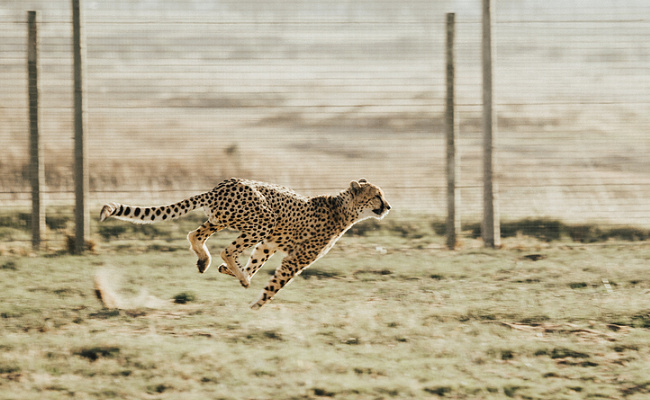 为什么猎豹不能长时间快速奔跑，是四肢不协调吗