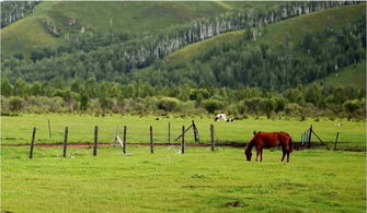 夏季去内蒙古旅游,那个草原最美呢 