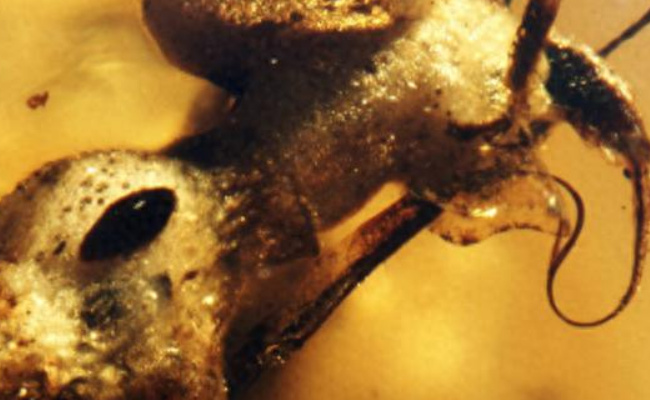 以色列在琥珀中发现9900万年前罕见昆虫 有什么意义