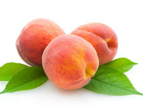 桃子成熟期是几月份(桃子成熟在几月)