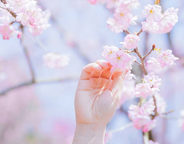 2022春季赏樱花的唯美句子樱花盛开的好听语录