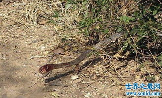 公园惊现藤蛇活吞非洲树蛇,两毒蛇之间的生死搏斗 