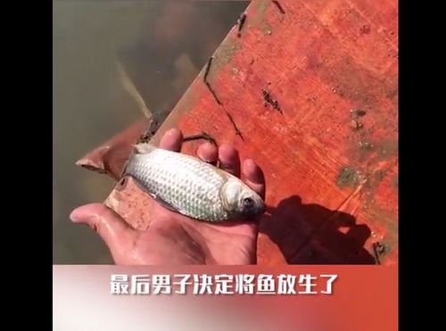 北京一男子将养了5年的鳝鱼放生,随后发生的一幕让他泪目