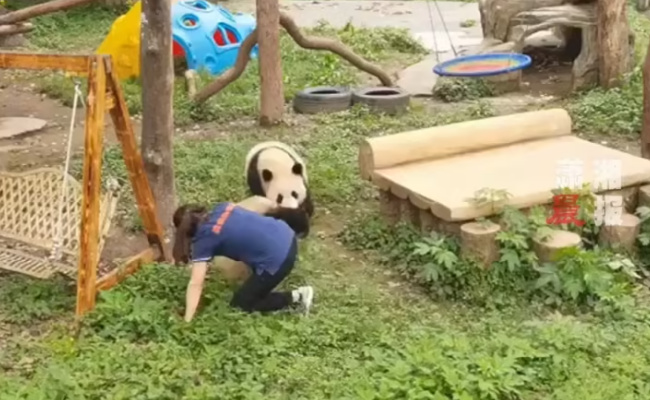 大熊猫扑倒保育员，后续情况如何