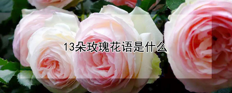 13朵玫瑰花语是什么13朵玫瑰有哪些含义