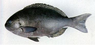 黑毛鱼在市场的价格大概在多少钱一斤 
