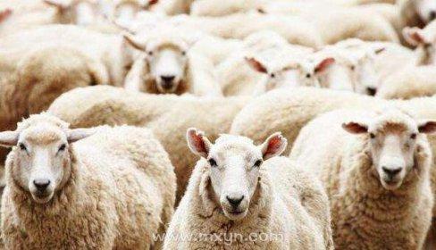 周公解梦梦见很多羊 女人梦见山羊