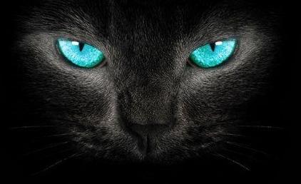 梦见黑猫是鬼吗吉凶预兆 梦见黑猫攻击自己