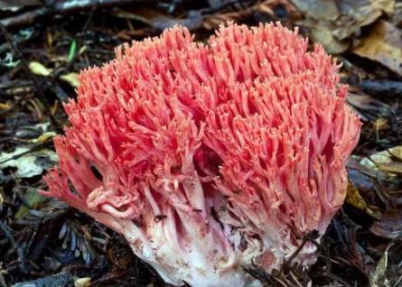 南华县特产-红顶枝瑚菌