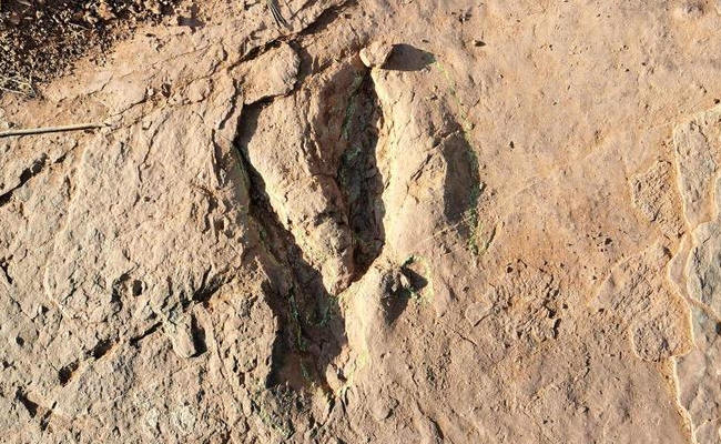 我国科学家发现世界最大恐爪龙类足迹，有何意义
