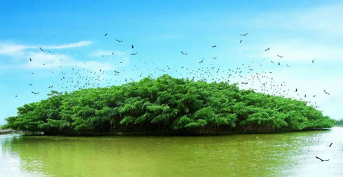超600万人次关注 江门的鸟 飞 向了世界 科技赋能,一起感受生态之美......