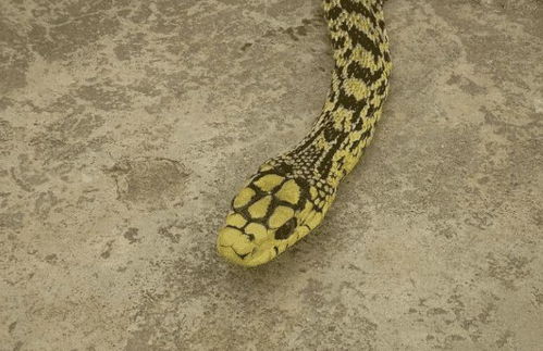 中国这种蛇虽没毒, 却能吞下五步蛇, 也许只有眼镜蛇才能抗衡