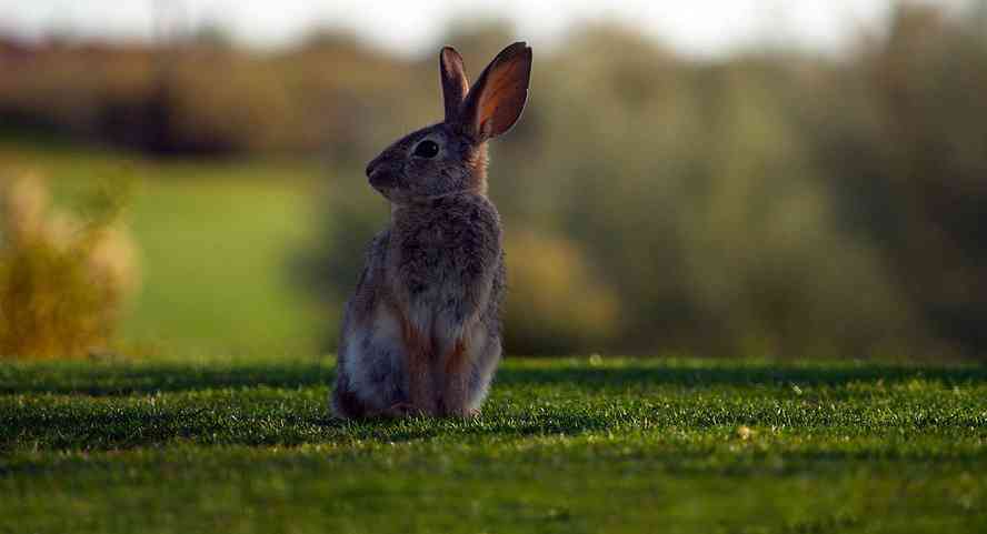 梦见别人抓兔子 梦见看着别人抓兔子