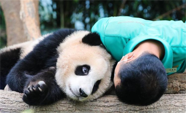 韩国养成记：2只旅韩大熊猫幼崽最快2025年将回国