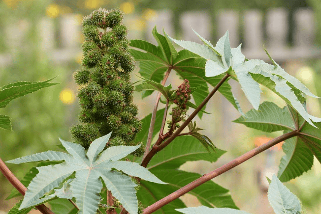 世界十大最危险植物 这些含有剧毒的植物，你认识几个